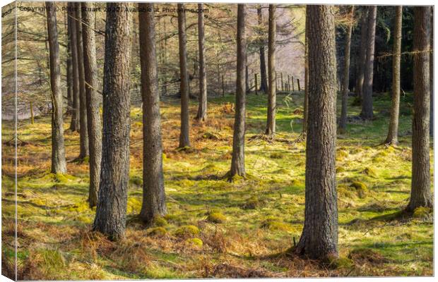 Forrest in Glen Tilt, Perthshire, scotland Canvas Print by Peter Stuart