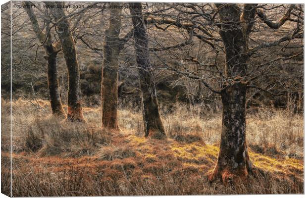 Autumnal woodland at Tockholes Canvas Print by Peter Stuart