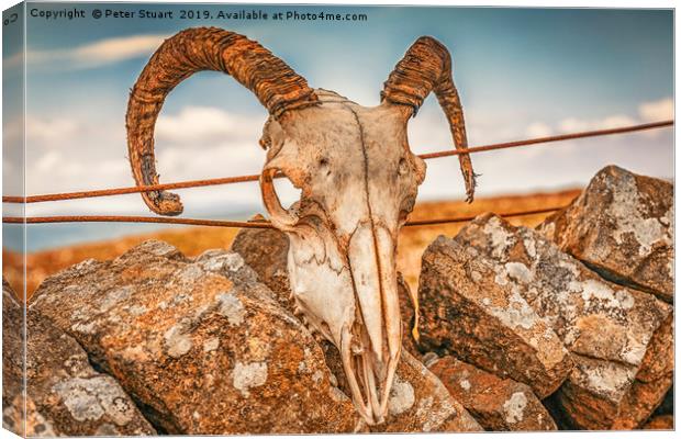 Ram's Skull on the summit of Buckden Pike Canvas Print by Peter Stuart