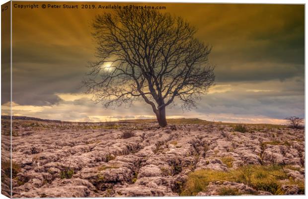 Lonely Tree above Malham Canvas Print by Peter Stuart