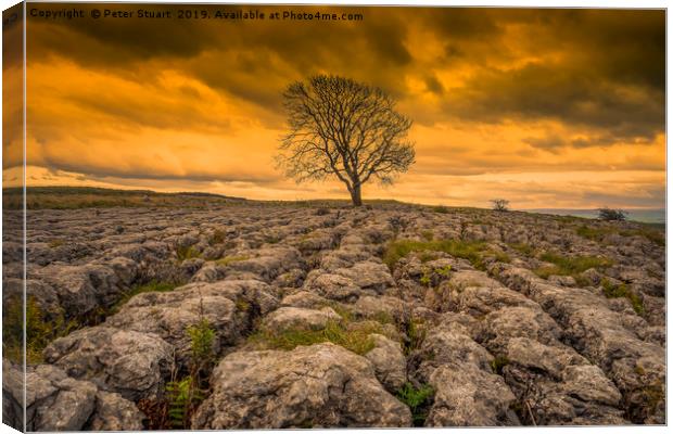 Malham Lone Tree Canvas Print by Peter Stuart