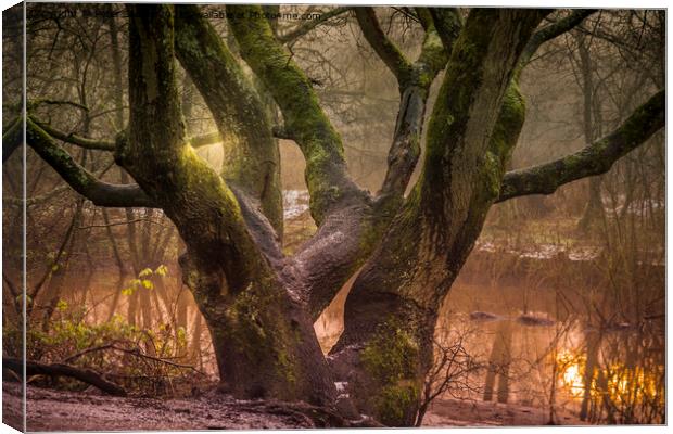 Light throgh trees at Sankey Valley in St Helens Canvas Print by Peter Stuart