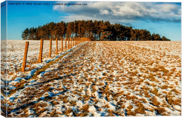Field and trees and snow and blue sky Canvas Print by Peter Stuart