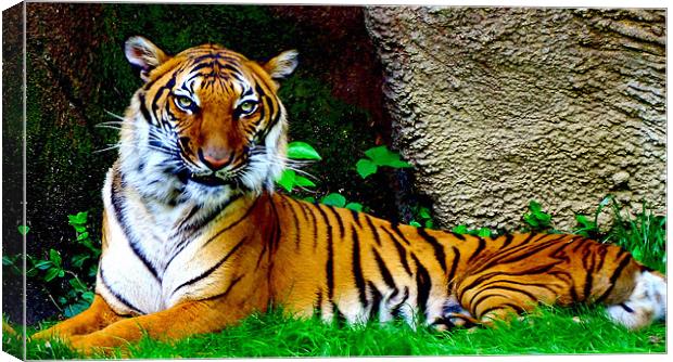 Tiger, Tiger Burning Bright Canvas Print by Kabir Bakie