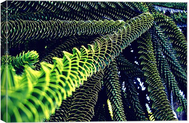 Monkey Puzzle Canvas Print by Jamie Craig