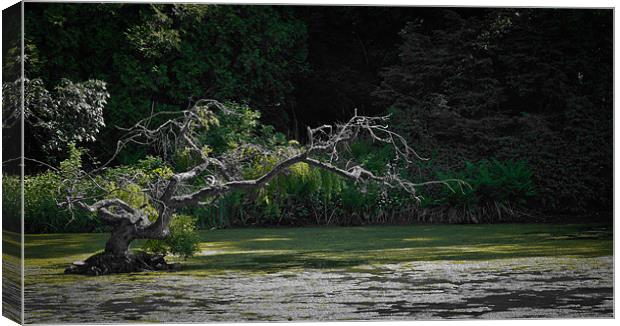 Ghost Tree 1 Canvas Print by Liam Spence