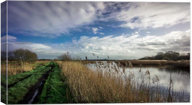 The green track Somerset Levels Canvas Print by Dan Hopkins