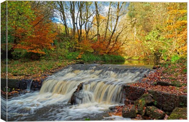 Autumnal woodland stream. Canvas Print by David Birchall