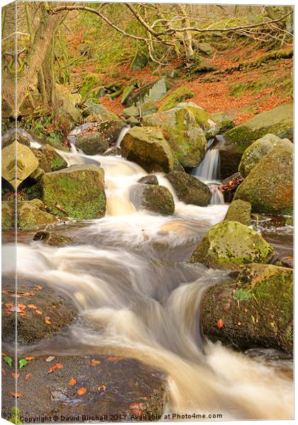 Woodland stream In autumn at Padley Gorge. Canvas Print by David Birchall