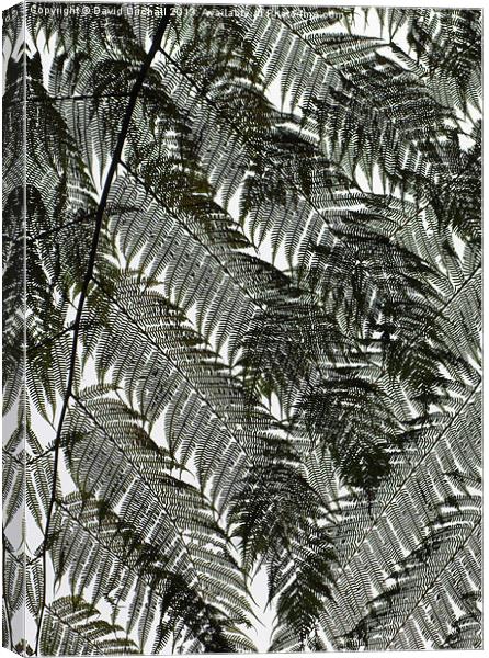 Leaf Or Lace ? Canvas Print by David Birchall
