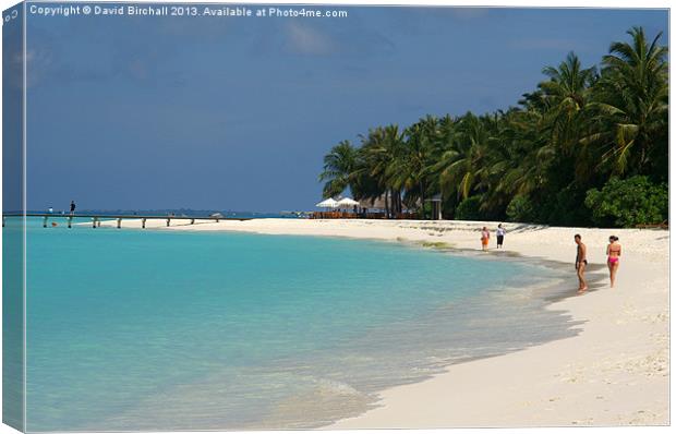 Maldives Beach Canvas Print by David Birchall