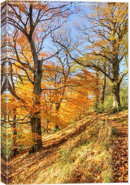 Autumn Colour, Derbyshire Canvas Print by David Birchall