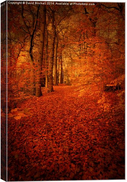 Autumn Walkway, Derbyshire Canvas Print by David Birchall