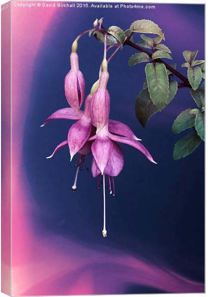  Fuchsia Swirl Canvas Print by David Birchall