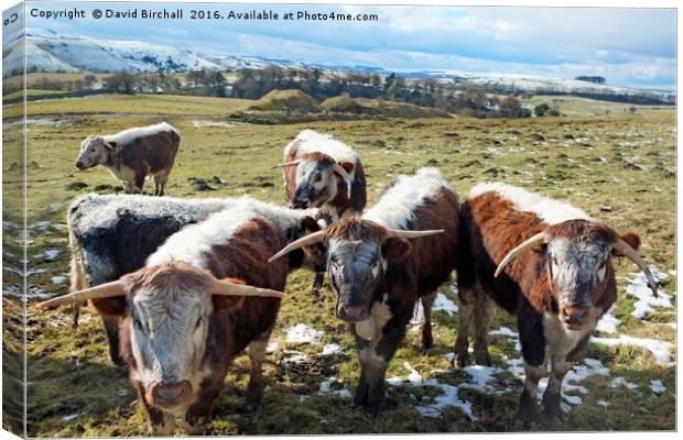 English Longhorn Cattle Canvas Print by David Birchall