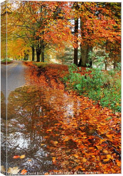 Derbyshire Leafy Lane in Autumn Canvas Print by David Birchall