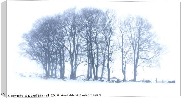 Winter Tree Formation in Snow. Canvas Print by David Birchall