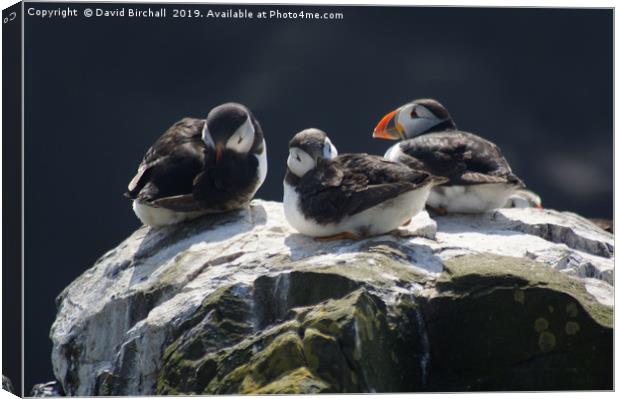 Baby puffins on cliff top. Canvas Print by David Birchall