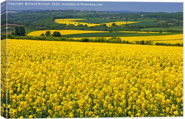 Yellow Rapeseed Fields in Summer Canvas Print by David Birchall