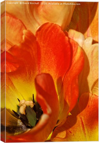 Red and peach tulip flower close-up detail. Canvas Print by David Birchall