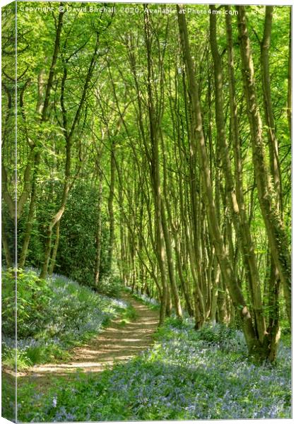 Bluebell wood pathway in Derbyshire. Canvas Print by David Birchall