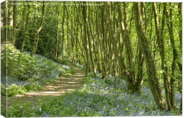 The path through bluebell woods. Canvas Print by David Birchall