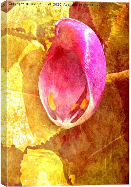 Tulip petal on leaves, toned and textured. Canvas Print by David Birchall