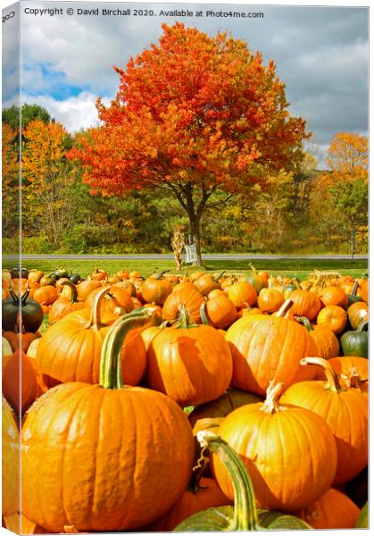 Pumpkin Season in America. Canvas Print by David Birchall