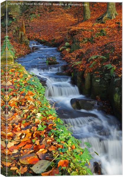 Woodland stream in autumn. Canvas Print by David Birchall
