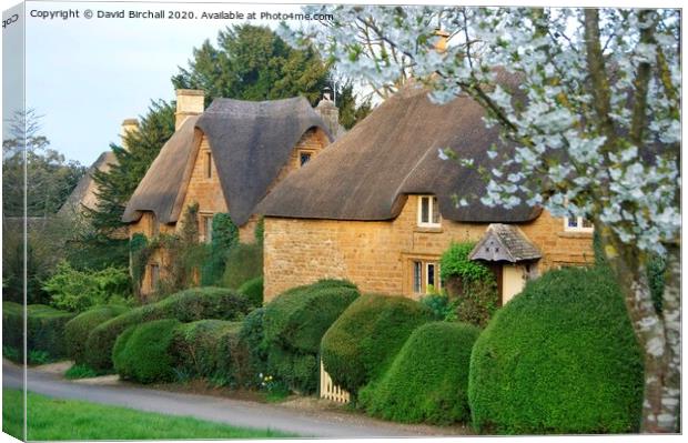 Thatch and blossom at Great Tew, Oxfordshire. Canvas Print by David Birchall