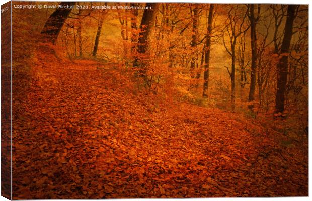 Autumnal woodland with added tone and textures. Canvas Print by David Birchall