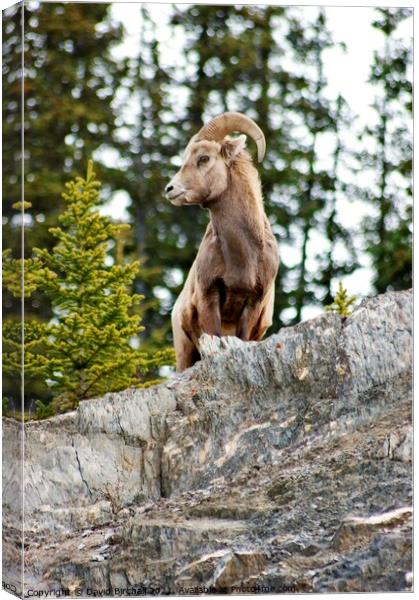 Canadian bighorn sheep in natural environment. Canvas Print by David Birchall