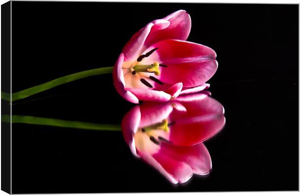 Reflections of a Tulip Canvas Print by Helen Holmes