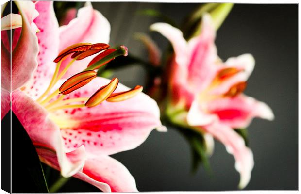  Reflections of a Pink Lily Canvas Print by Helen Holmes