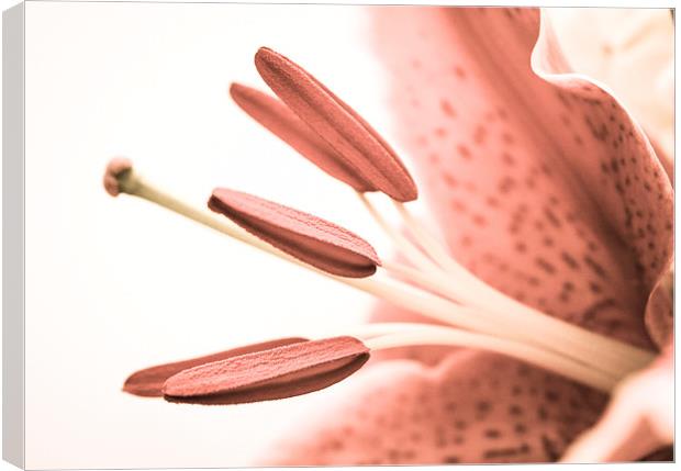  Detailed Pale Pink Lily Canvas Print by Helen Holmes