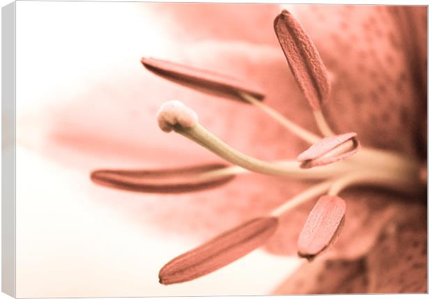 Pale Pink Lily Canvas Print by Helen Holmes