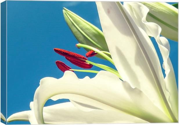  A Lily looking to the Sky Canvas Print by Helen Holmes