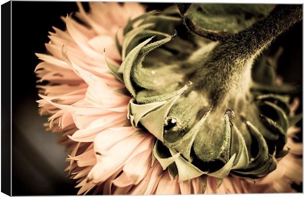  Behind a Sunflower II Canvas Print by Helen Holmes