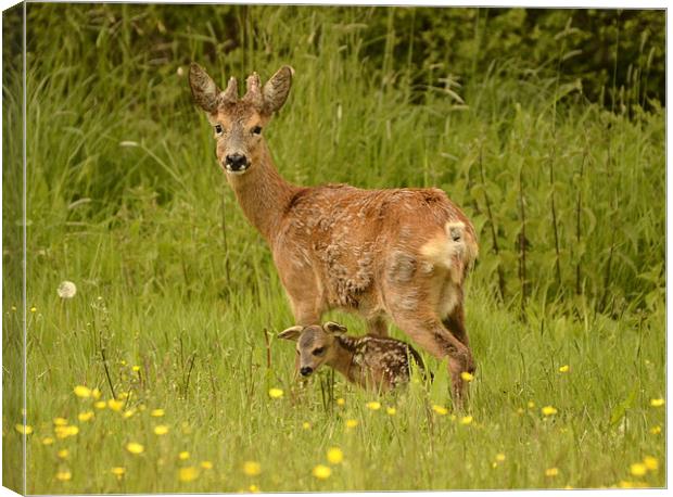 Roe Deer Doe and Kid Canvas Print by Alan Sutton