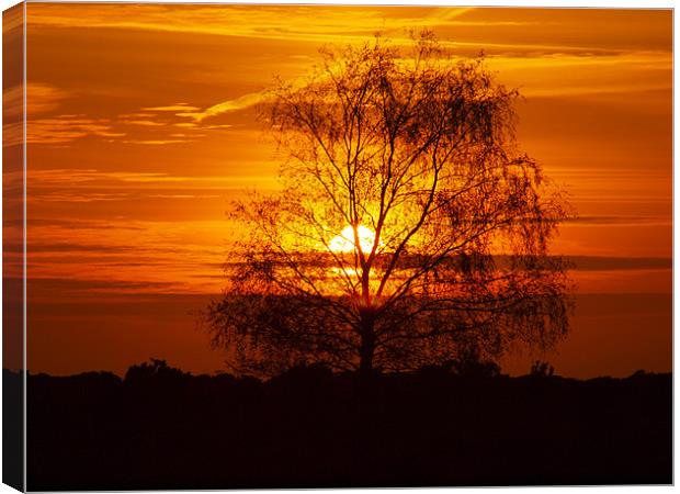 Sping Sunset in the New Forest Canvas Print by Alan Sutton