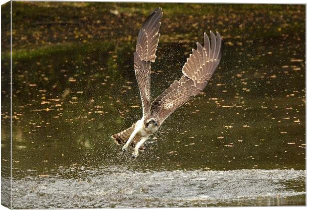Angelic Winged Osprey Canvas Print by Alan Sutton