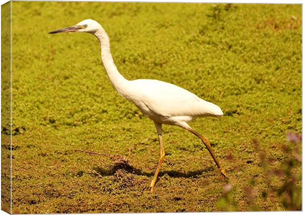 Strut your stuff ! Canvas Print by Alan Sutton