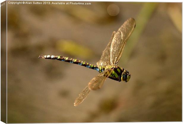 Dragonfly Airbourne ! Canvas Print by Alan Sutton