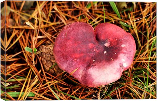 Theres shroom in my heart for you ! Canvas Print by Alan Sutton