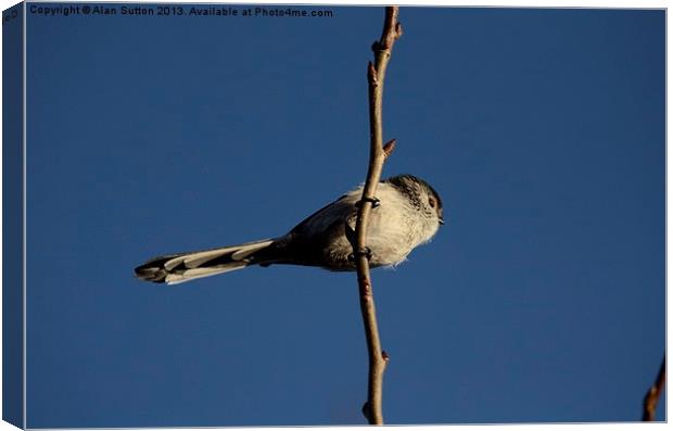 Long Tailed Tit Canvas Print by Alan Sutton