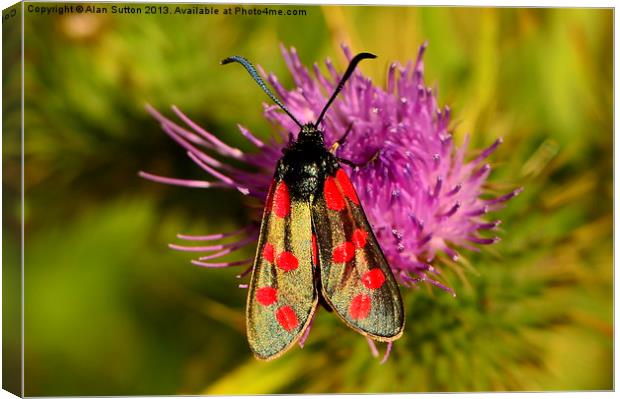 Six Spot Burnet moth Canvas Print by Alan Sutton