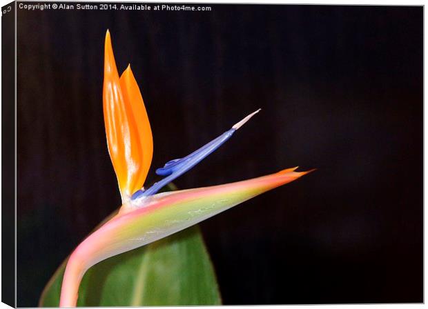 Bird of Paradise flower Canvas Print by Alan Sutton