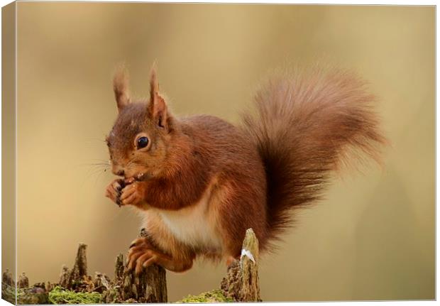 Balanced diet ! Canvas Print by Alan Sutton