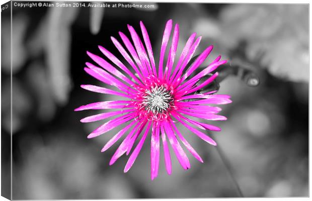  In the pink !  Canvas Print by Alan Sutton