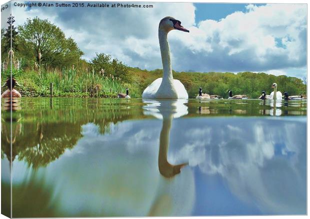  Swansong Canvas Print by Alan Sutton